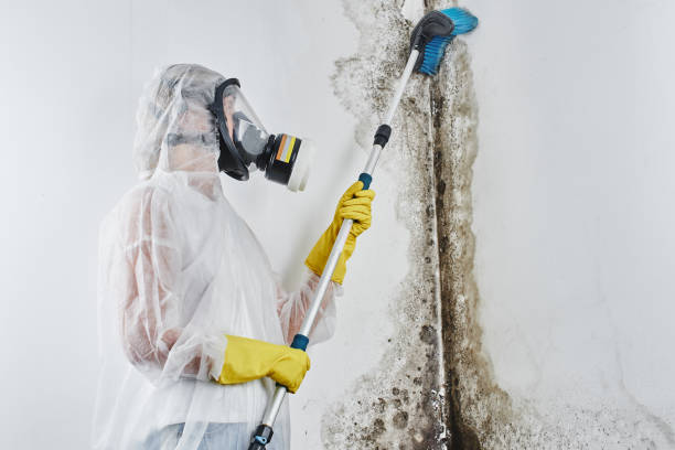 Best Mold Remediation for Specific Building Types in Emeryville, CA