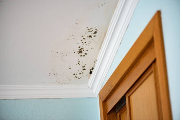 Best Preventive Mold Services in Emeryville, CA