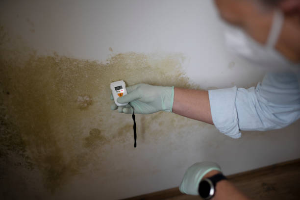 Best Health and Safety Mold Remediation in Emeryville, CA
