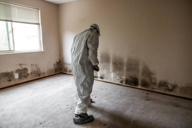 Best Commercial Mold Remediation in Emeryville, CA