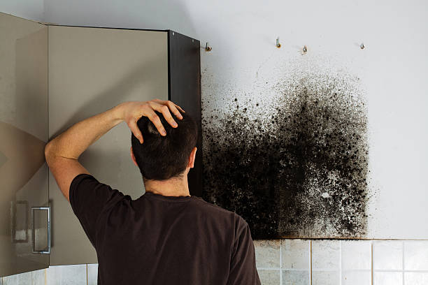 Professional Mold Remediation in Emeryville, CA