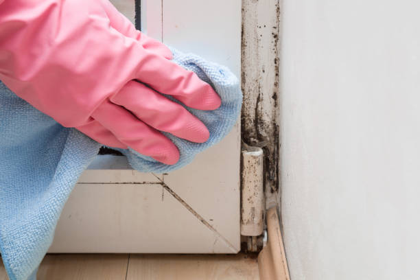 Best Localized Mold Remediation (e.g., coastal areas, humid climates) in Emeryville, CA